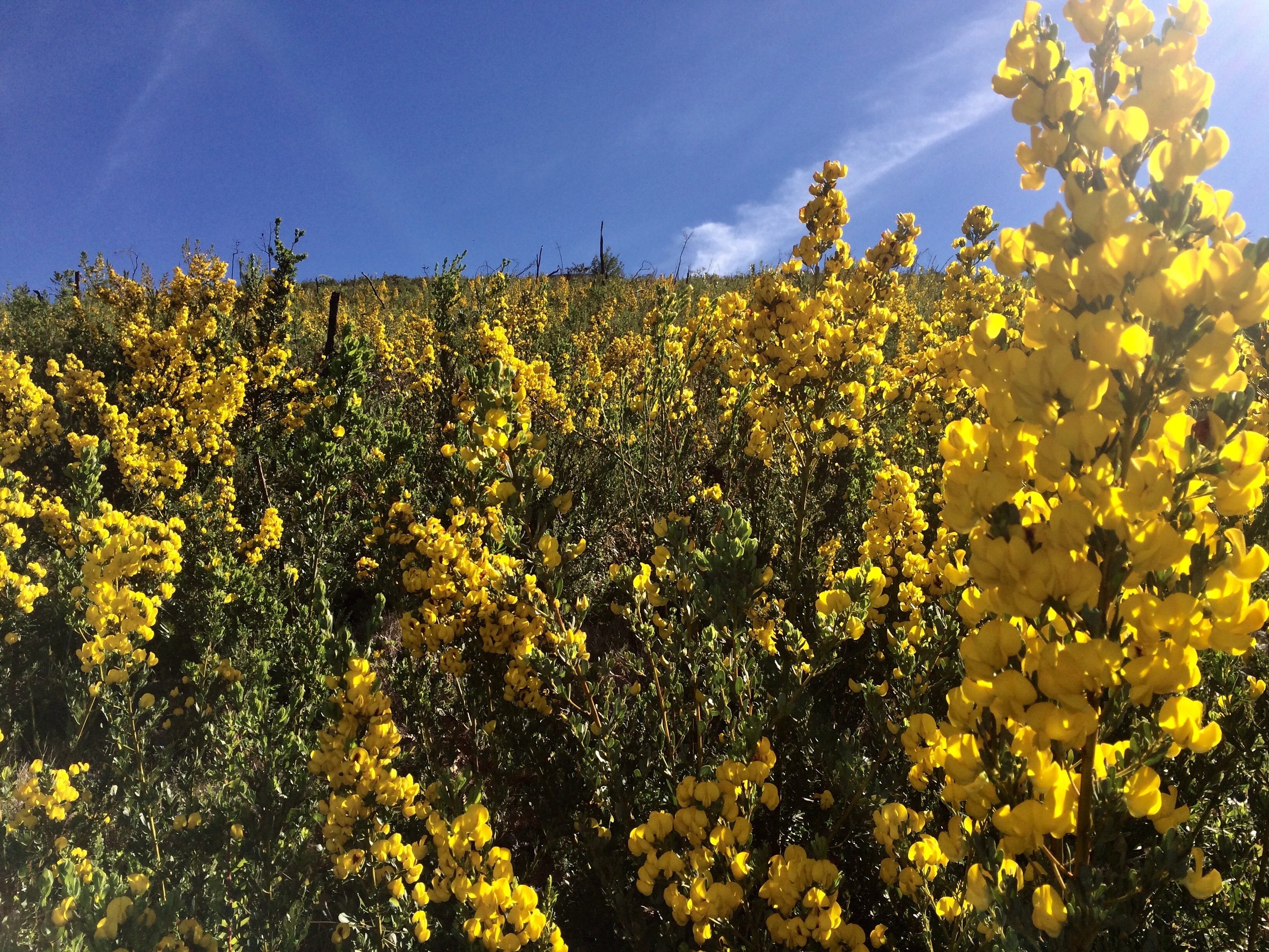 Honeybush Plant